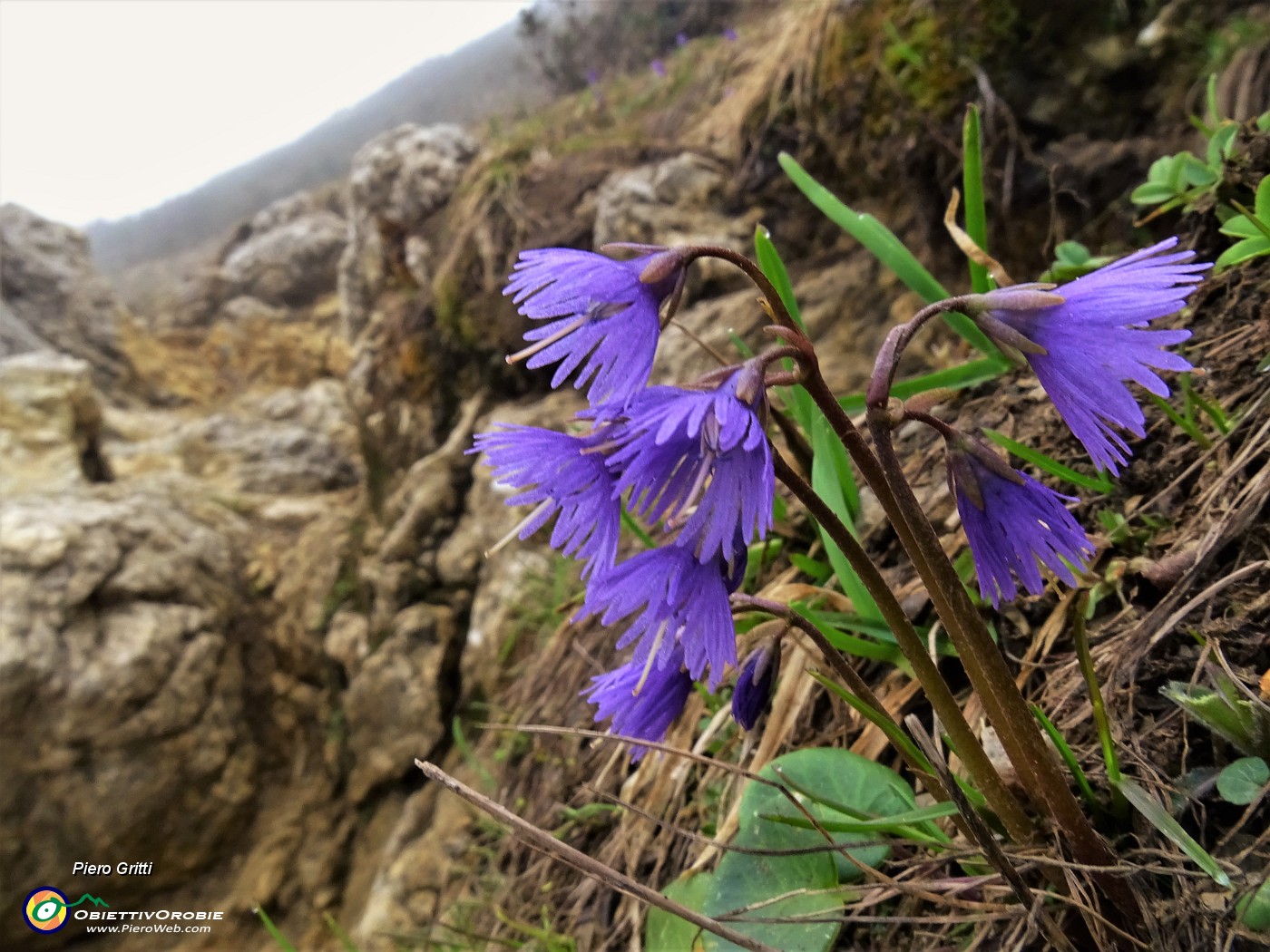 55 Soldanella alpina (Soldanella alpina).JPG